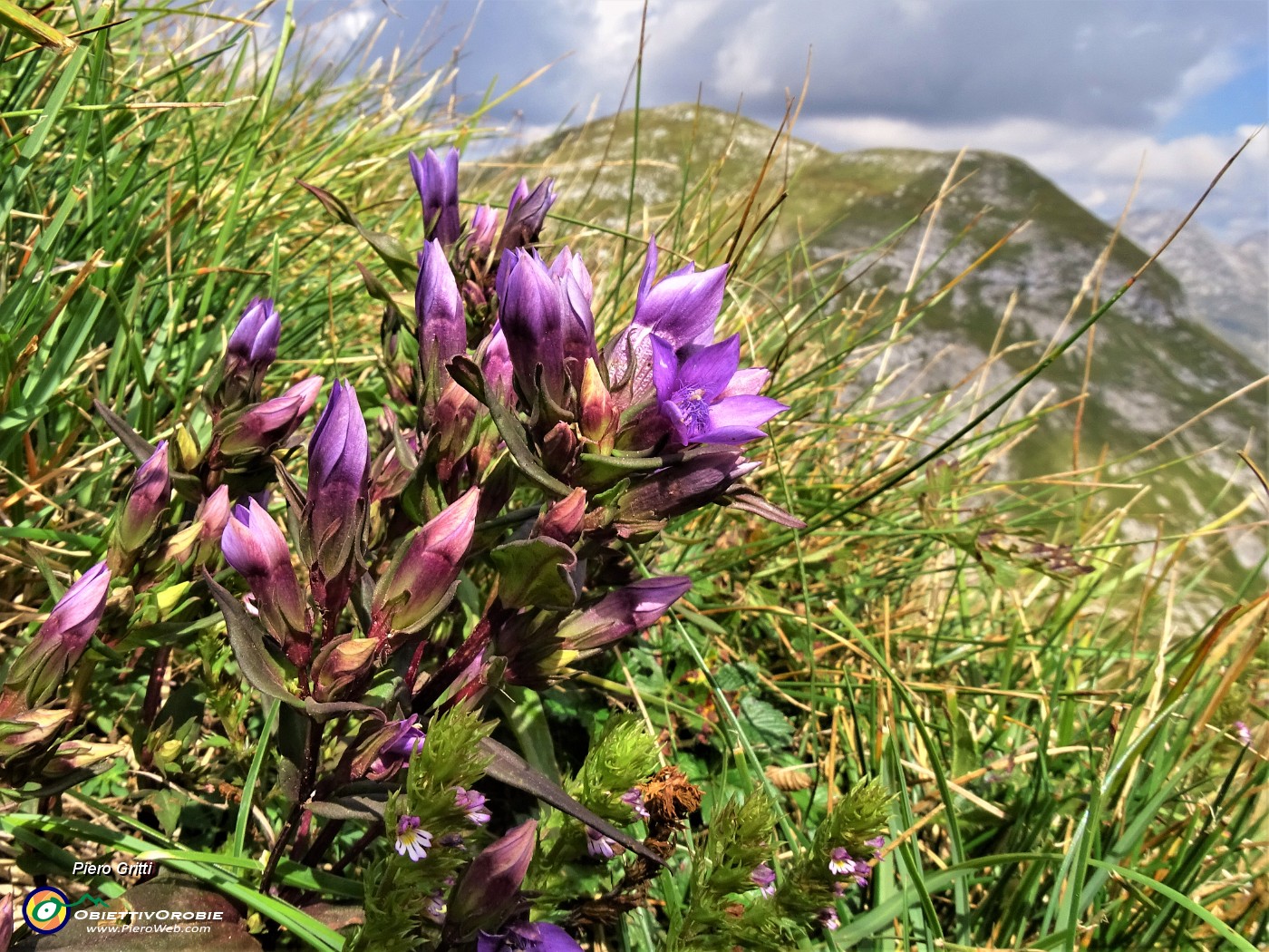 55 Gentianella rhaetica (Genzianella retica) da Cima Grem con vista in Cima Foppazzi.JPG